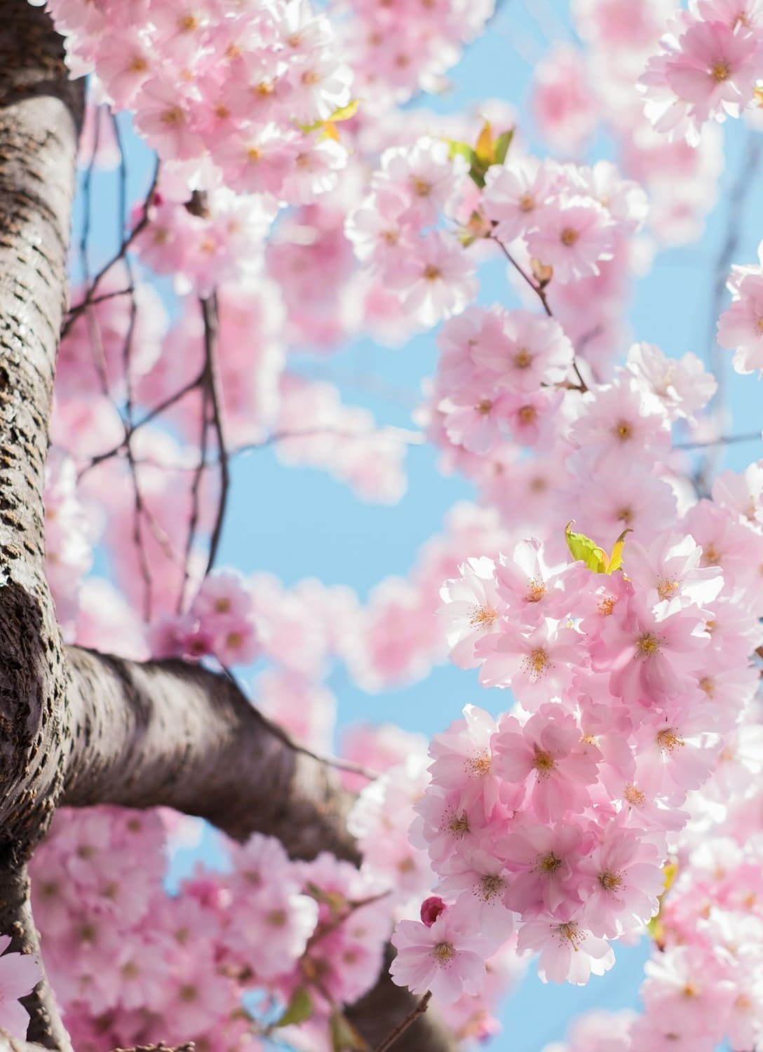 r2-image-printemps